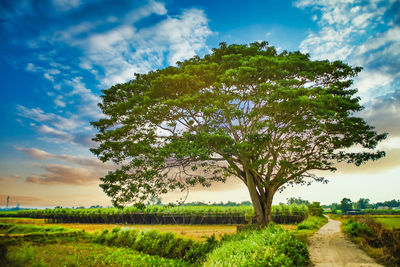 Tree on field against sky