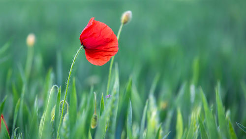 Close-up of red flower