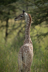 Close-up of baby masai giraffe turning head