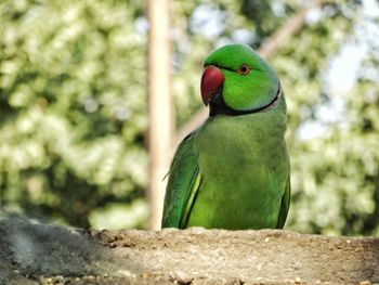 Close-up of bird perching outdoors