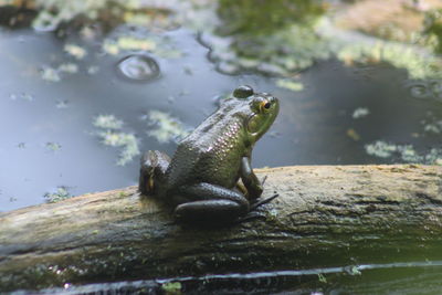 Close-up of frog swimming in lake