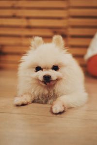 Portrait of puppy relaxing on floor at home