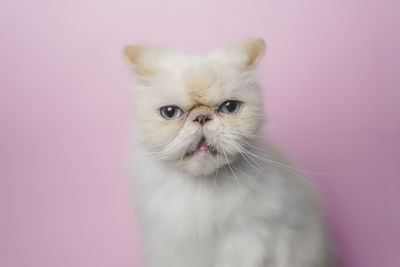 Portrait of a cat against wall