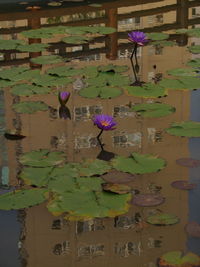 Close-up of purple water lily in lake