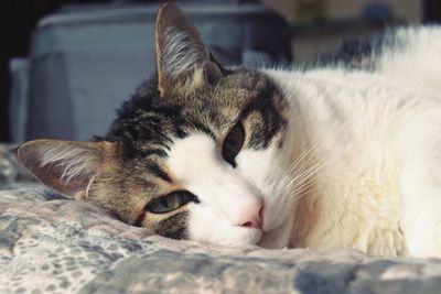 Close-up of cat sleeping