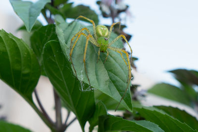 The spider lyssomanes viridian commonly knows as magnolia green jumper in the family salticidae