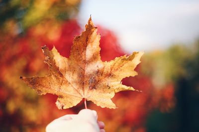 Close-up of maple leaf against blurred background