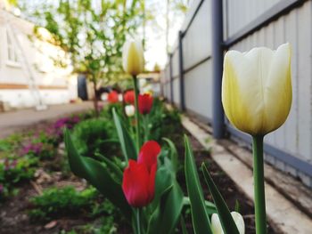 Close-up of yellow tulips in flower pot