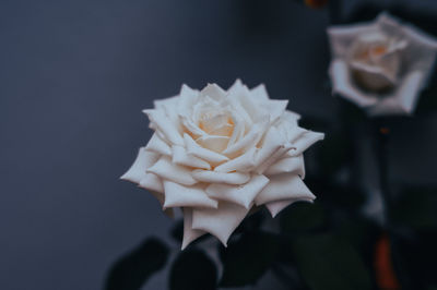 Close-up of seashell