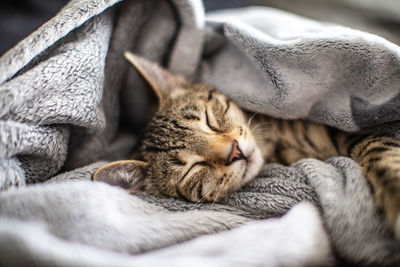 Close-up of cat sleeping