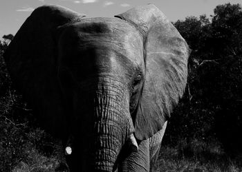 Elephant in forest