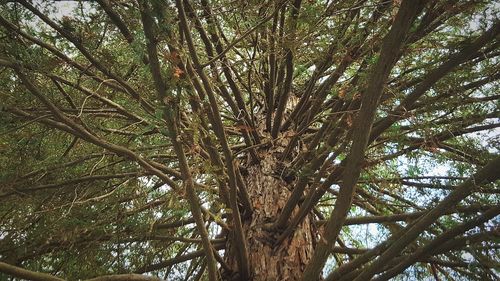 Low angle view of tree in forest against sky