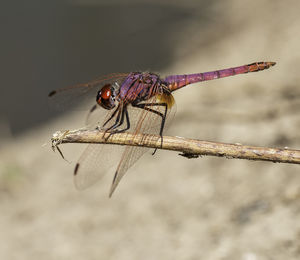 Close-up of dragonfly on twig