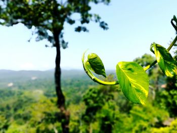 Close-up of fresh green plant against sky