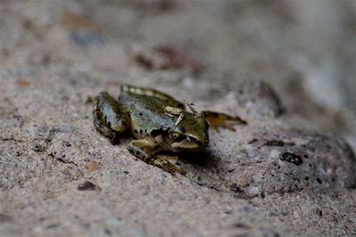 Close-up of frog on rock