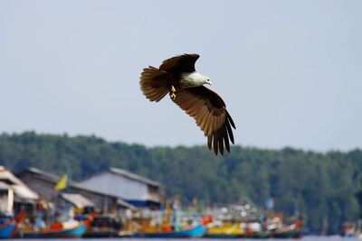 Bird flying in sky