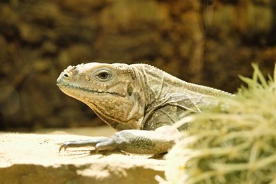 Close-up of lizard