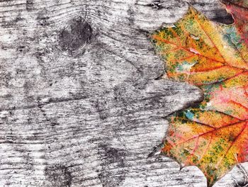 Close-up of autumn leaves