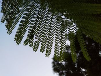 Low angle view of leaves on tree branch against sky