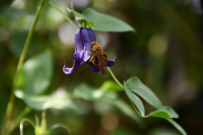 Close-up of butterfly pollinating on purple flower