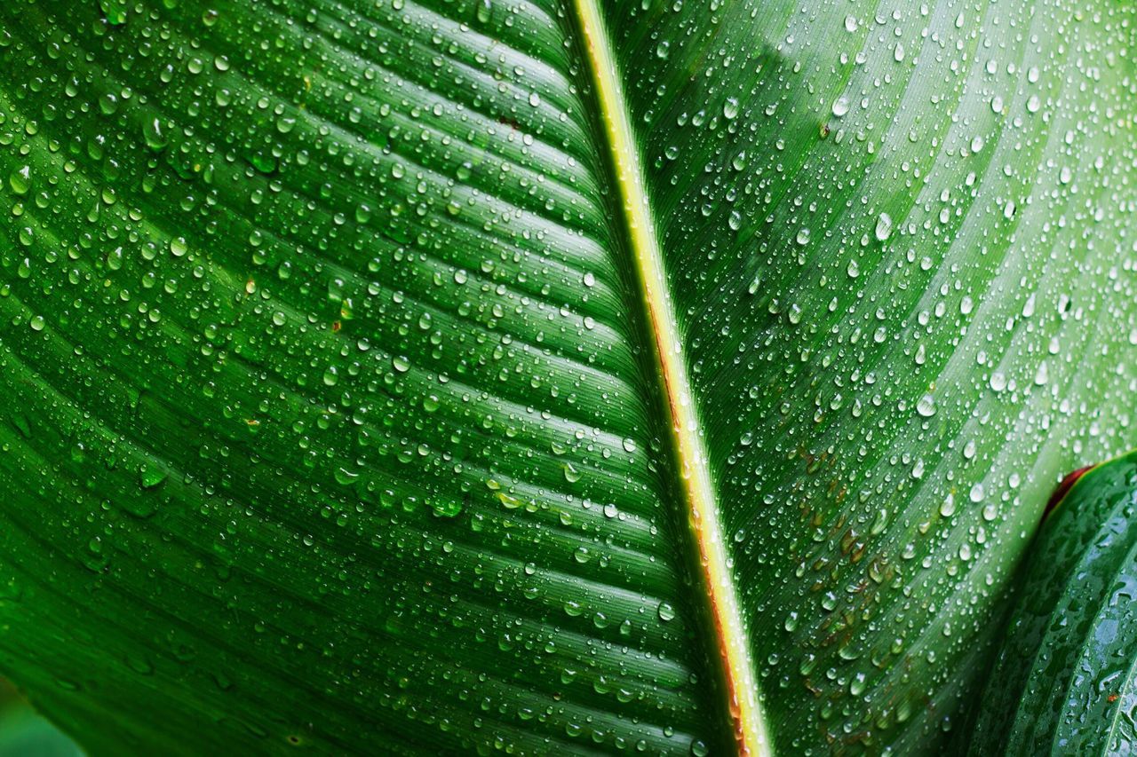 FULL FRAME SHOT OF LEAF