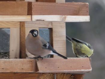 Close-up of birds perching on wood