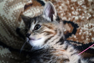 Close-up of cat looking away