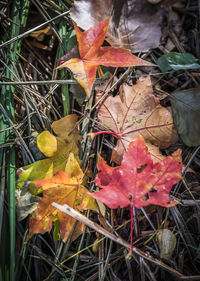 High angle view of maple leaves on plant