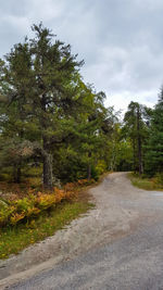 Road amidst trees in forest against sky