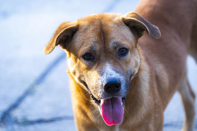 Close-up portrait of a dog