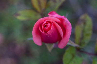 Close-up of pink rose