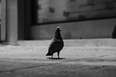 Close-up of bird perching on wall