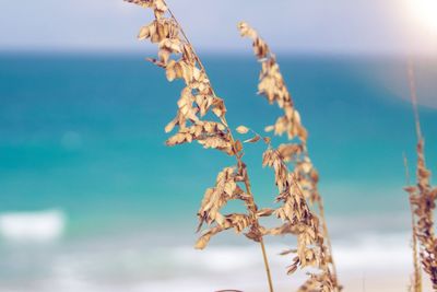 Close-up of plant against sea on sunny day