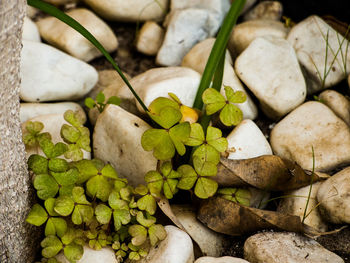 Close-up of clover leaves amidst marble stones