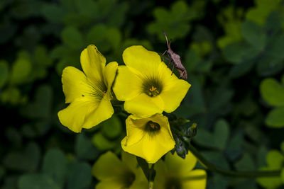 Close-up of yellow flowering plant