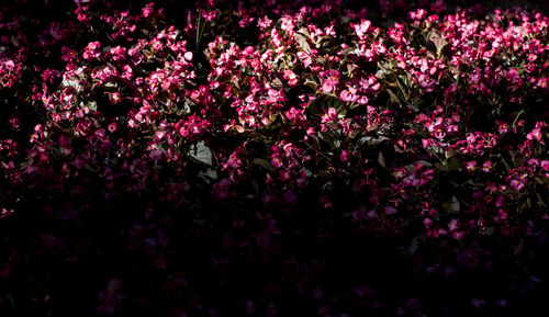 Close-up of pink flowers