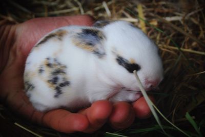 Close-up of hand holding cat