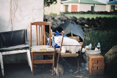 Abandoned chairs and a cat