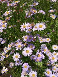 High angle view of daisy flowers on field