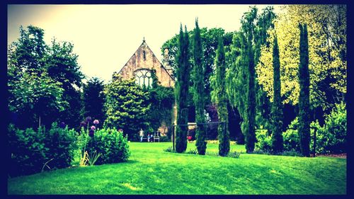 Trees in lawn