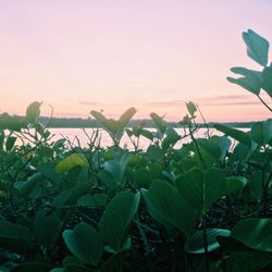 Close-up of plants against sky during sunset