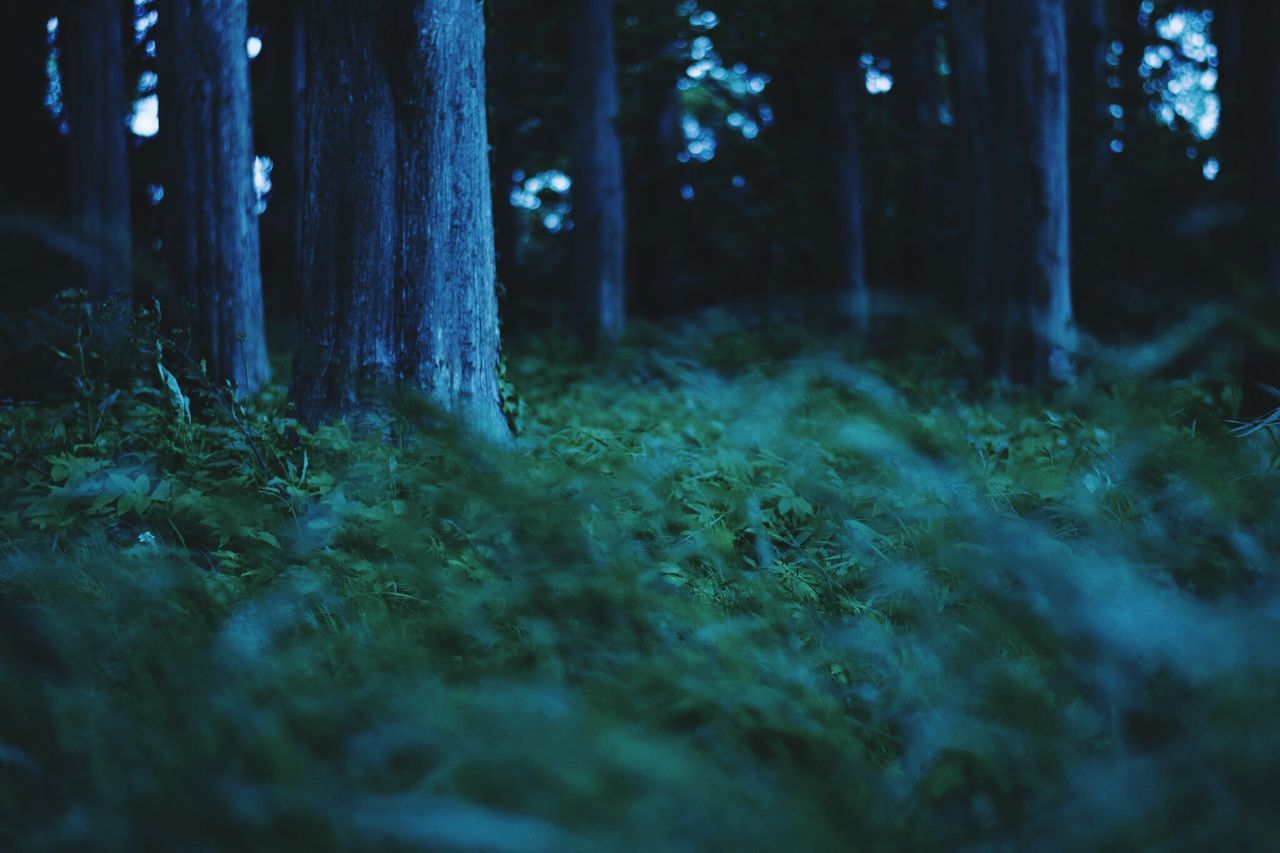 tree, tree trunk, forest, tranquility, growth, nature, woodland, grass, tranquil scene, sunlight, field, selective focus, beauty in nature, landscape, no people, day, outdoors, surface level, non-urban scene, wood - material