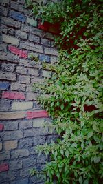 Ivy growing on wall