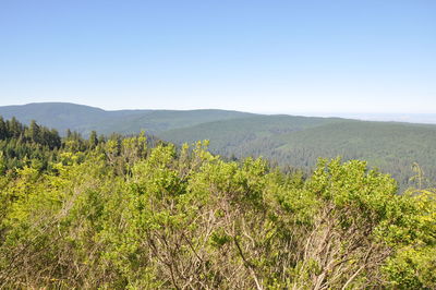 Plants and mountains against clear sky