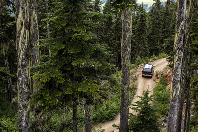 Road amidst trees in forest