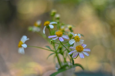 Close-up of white flowering plant