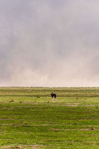 Ostrich in a field and a sandstorm 