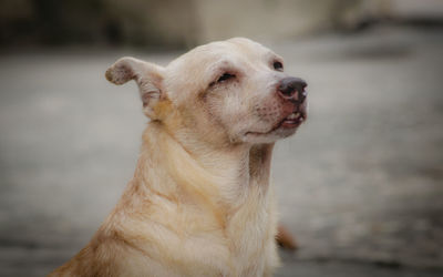 Close-up of dog looking away