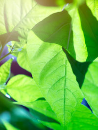 Close-up of green leaves