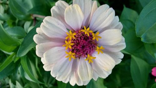 Close-up of pink flower blooming outdoors